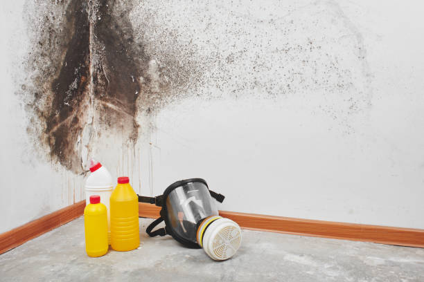 Best Local Mold Removal Service  in Wilsonville, AL