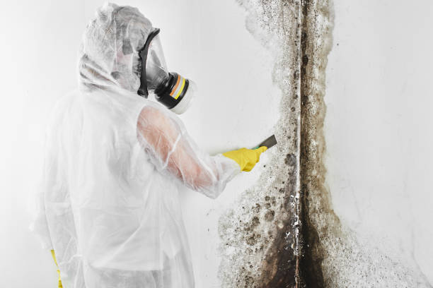 Best Crawl Space Mold Removal  in Wilsonville, AL