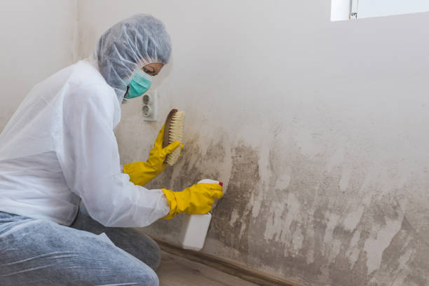Best Office Mold Removal Services  in Wilsonville, AL