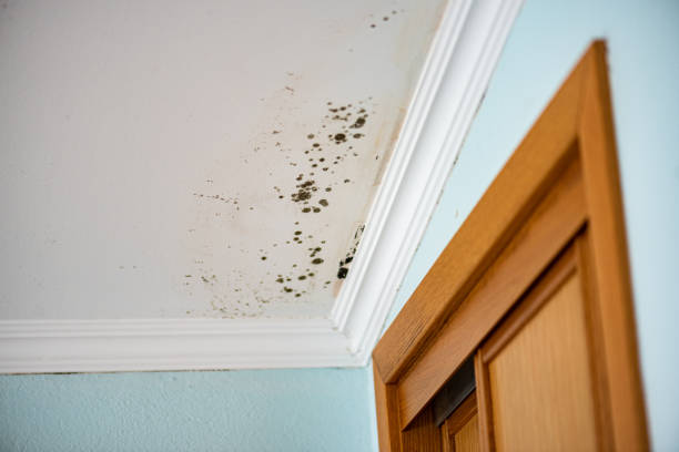 Best Black Mold Removal  in Wilsonville, AL
