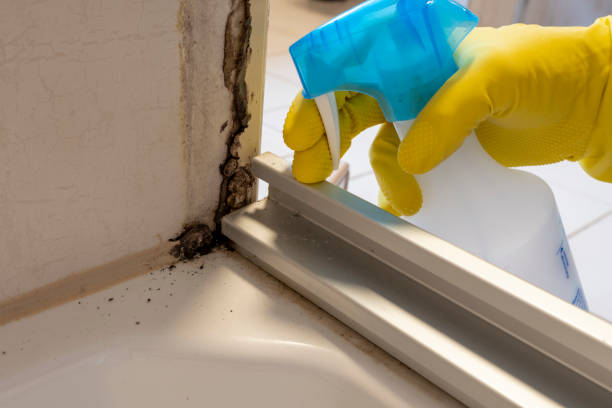 Professional Mold Removal in Wilsonville, AL