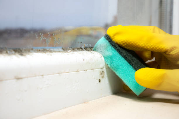Best Same-Day Mold Removal  in Wilsonville, AL