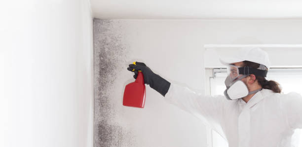 Best Mold Removal Company Near Me  in Wilsonville, AL