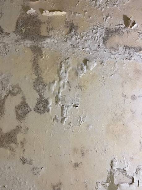 Best Mold Damage Repair  in Wilsonville, AL