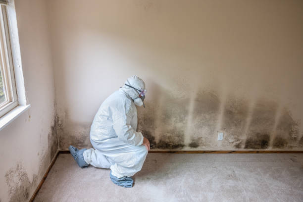 Certified Mold Removal in Wilsonville, AL