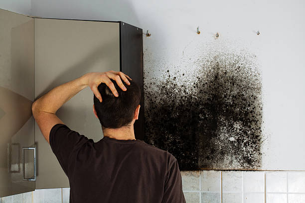 Best Best Mold Removal Companies  in Wilsonville, AL
