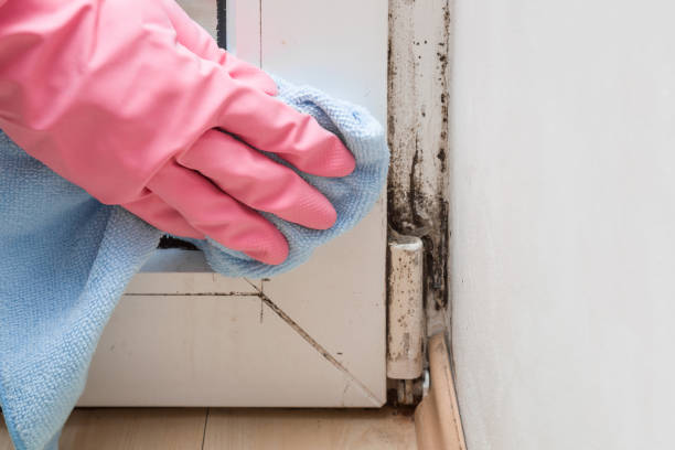 Best Mold Removal and Inspection  in Wilsonville, AL