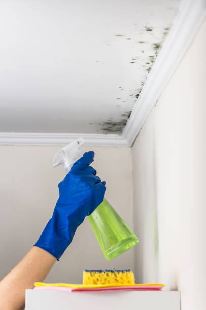 Best Home Mold Removal  in Wilsonville, AL